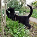 Schwarzer Kater im Garten