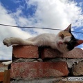 Katze auf der Mauer