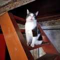 Kater auf der Treppe