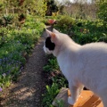 Katze Susi im Garten