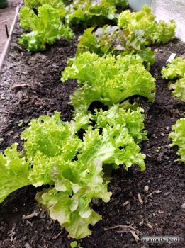 Salat