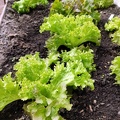 Salat