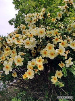 Rosenpracht
