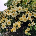Rosenpracht