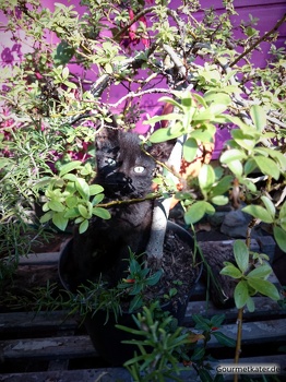 Kater Paule als Blume