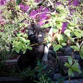 Kater Paule als Blume