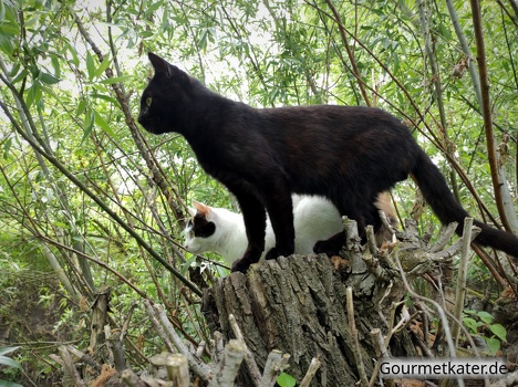 Katzen auf Weide