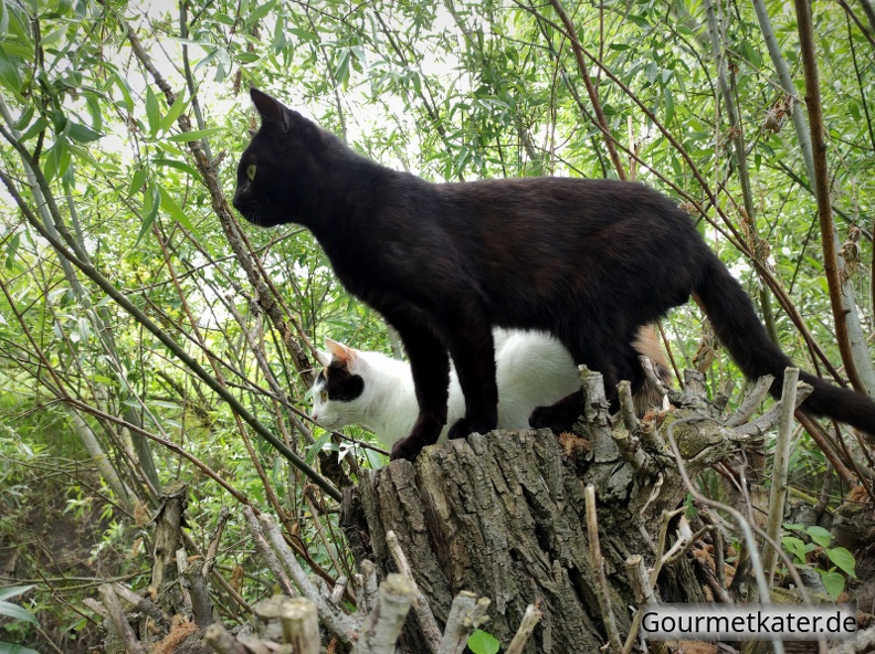 Katzen-05-23.jpg