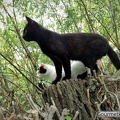 Katzen auf Weide