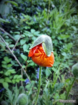 Mohnblüte