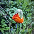 Mohnblüte