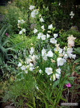 Blumenbeet