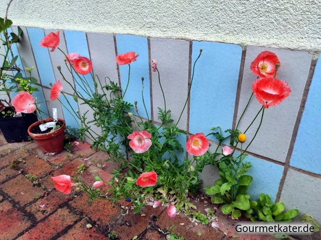 Fugen-Mohn