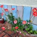 Fugen-Mohn