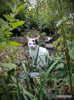 Katze Susi im Garten