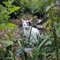 Katze Susi im Garten