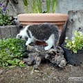 Katzen-Spiel