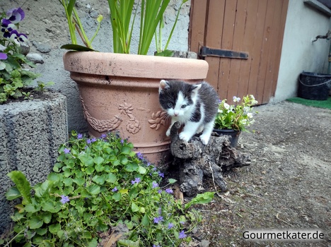 Spielende Katze