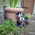 Spielende Katze