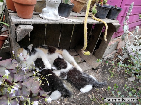 Katze mit Kindern