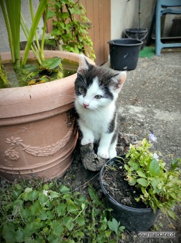 Kleiner Kater