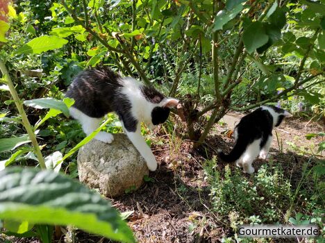 Brüderchen und Schwesterchen