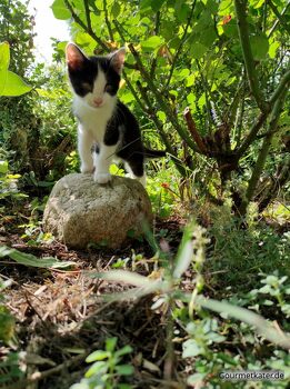 Kleine Katze auf Stein