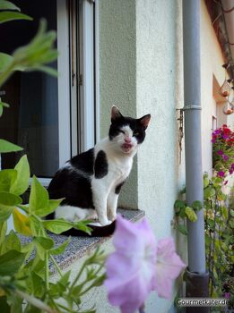 Kater im Fenster