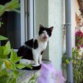 Kater im Fenster