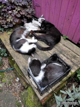 Katzen beim Mittagsschlaf
