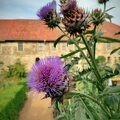 Artischocken-Blüte