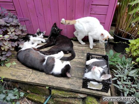 Katzenfamilie