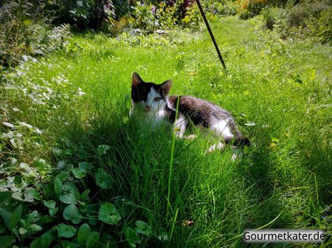 Kater im Gras
