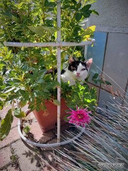 Ein Kater im Blumentopf