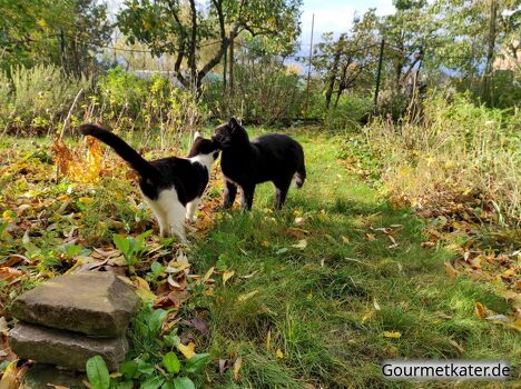 Hallo im Garten