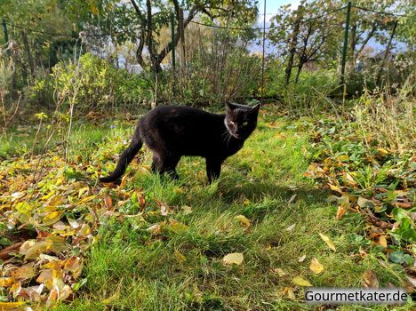 Schwarzer Kater im Garten