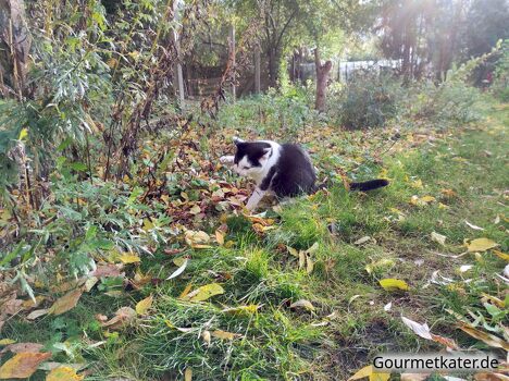 Kater im Herbstgarten